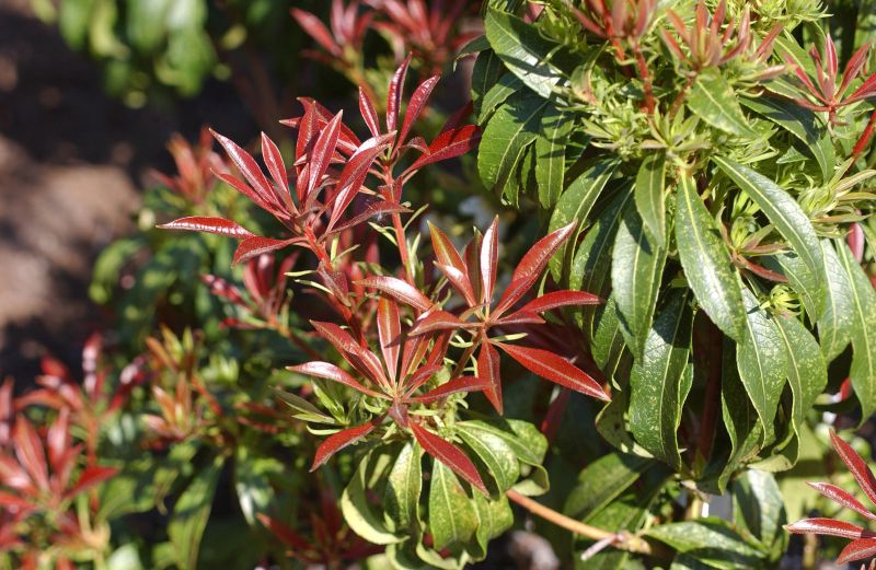 Pieris japonica 'Red Mill' - Schattenglöckchen 'Red Mill'