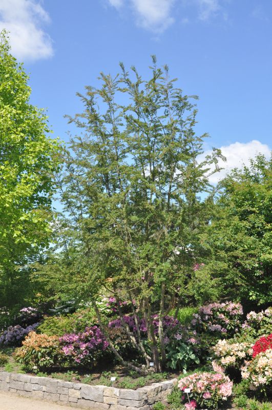 Nothofagus antarctica - Scheinbuche