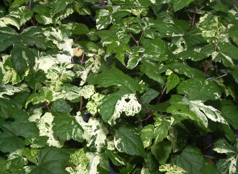 Ampelopsis brevipedunculata 'Elegans' - Scheinrebe 'Elegans'
