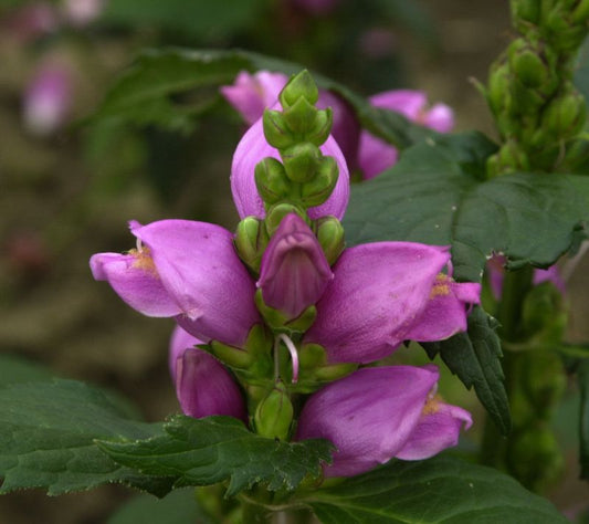 Chelone obliqua - Schiefer Schlangenkopf