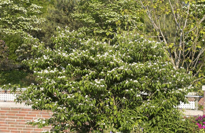 Lonicera maackii - Schirm-Heckenkirsche