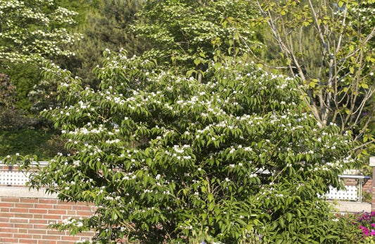 Lonicera maackii - Schirm-Heckenkirsche