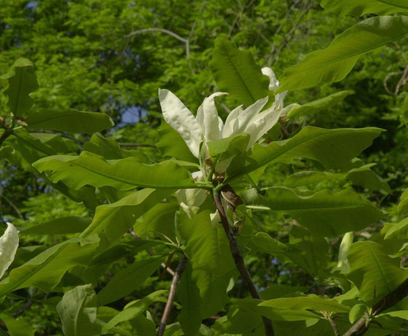 Magnolia tripetala - Schirmmagnolie