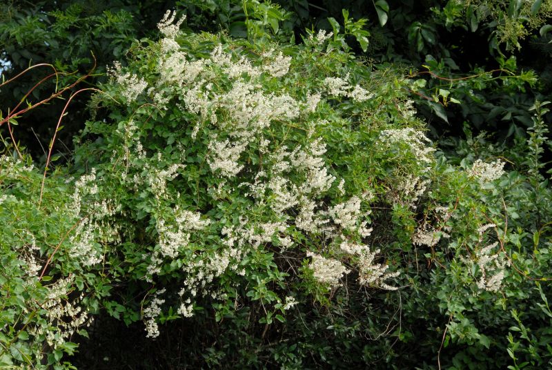 Polygonum aubertii - Schlingknöterich