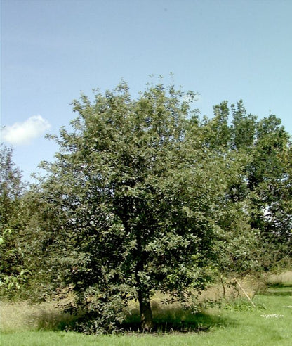 Sorbus intermedia 'Brouwers' - Schmalkronige Mehlbeere