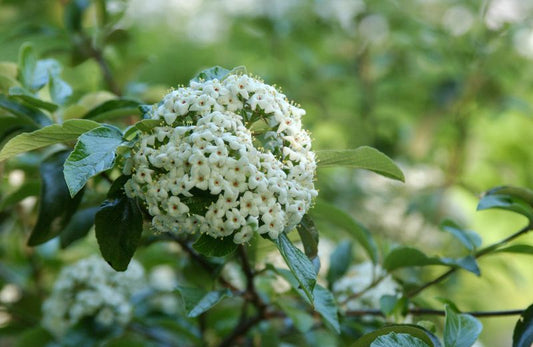 Viburnum 'Eskimo' - Schneeball 'Eskimo'