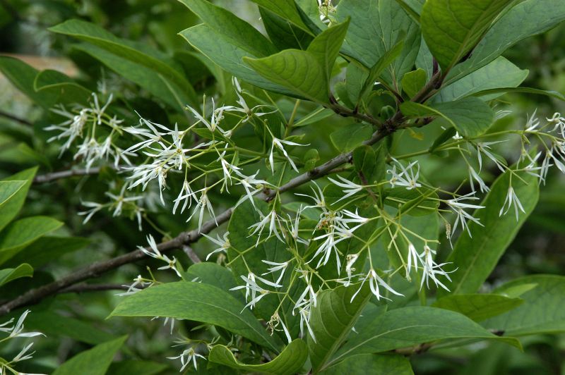 Chionanthus virginicus - Schneeflockenstrauch