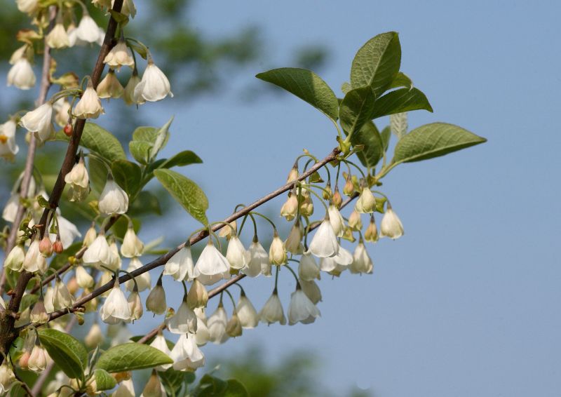 Halesia carolina - Schneeglöckchenbaum