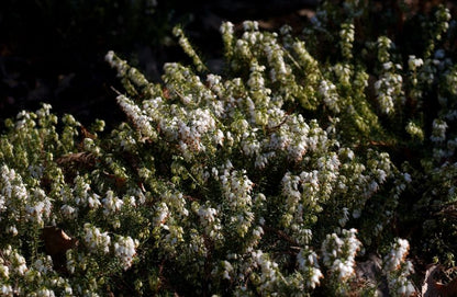 Erica carnea 'Isabell' - Schneeheide 'Isabell'