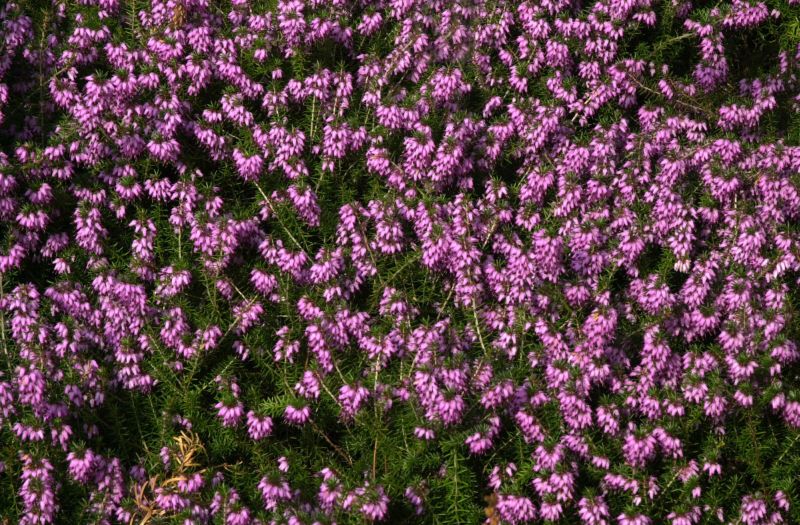 Erica carnea 'Rubinteppich' - Schneeheide 'Rubinteppich'
