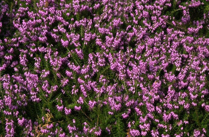 Erica carnea 'Rubinteppich' - Schneeheide 'Rubinteppich'