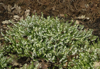 Erica carnea 'Springwood White' - Schneeheide 'Springwood White'