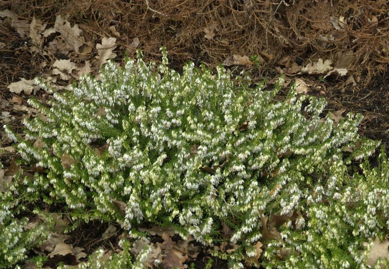 Erica carnea 'Springwood White' - Schneeheide 'Springwood White'