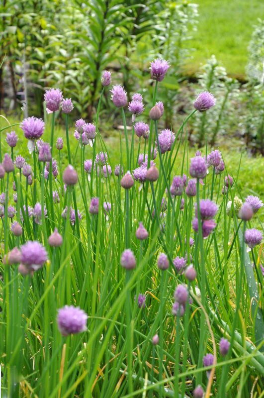 Allium schoenoprasum - Schnitt-Lauch