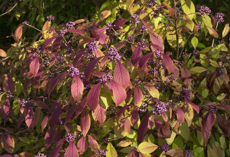 Callicarpa bodinieri giraldii - Schönfrucht