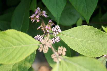 Callicarpa bodinieri 'Profusion' - Schönfrucht 'Profusion'