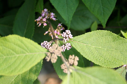 Callicarpa bodinieri 'Profusion' - Schönfrucht 'Profusion'