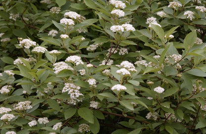 Cornus alba 'Kesselringii' - Schwarzholz-Hartriegel