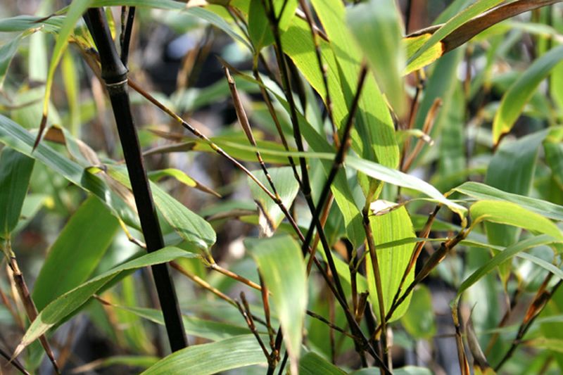 Phyllostachys nigra - Schwarzrohrbambus