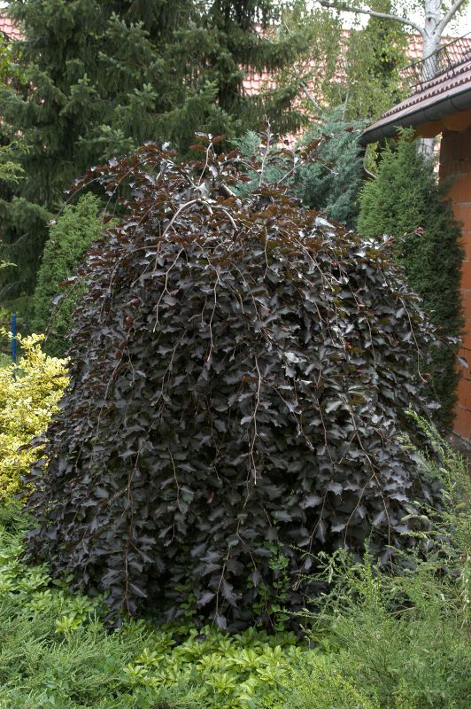 Fagus sylvatica 'Purpurea Pendula' - Schwarzrote Hängebuche