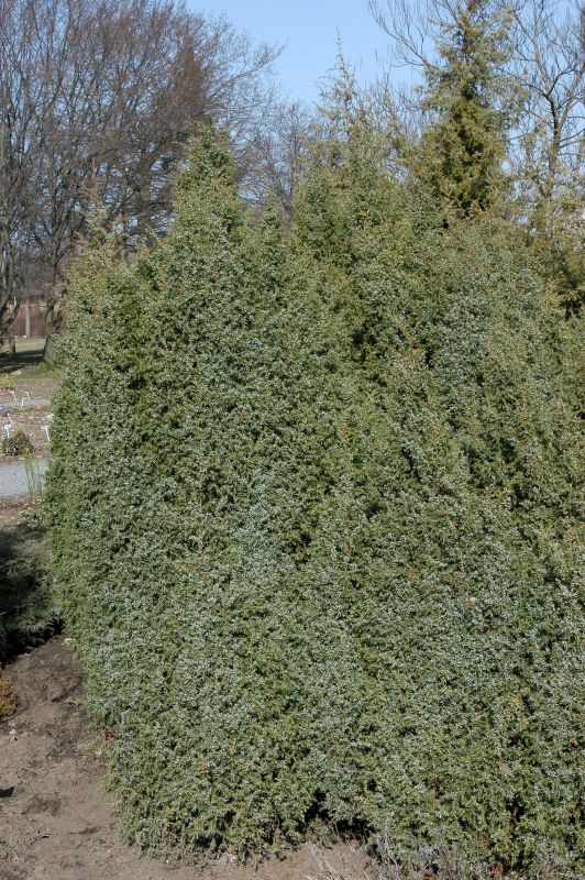 Juniperus com.'Suecica' - Schwed.Säulenwacholder