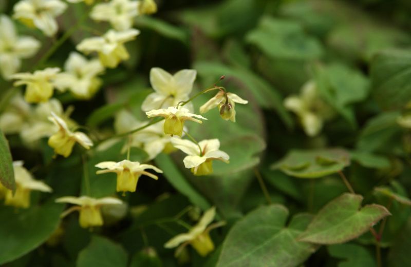 Epimedium x versicolor 'Sulphureum' - Schwefelgelbe Garten-Elfenblume