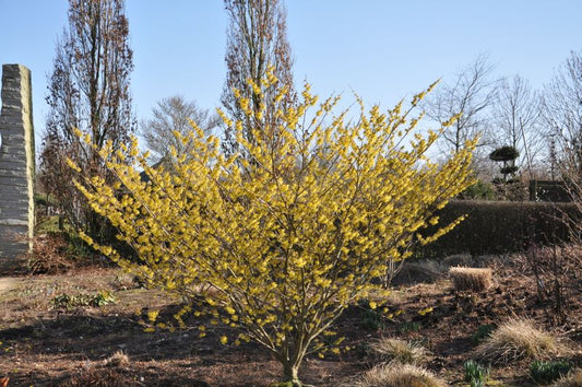 Hamamelis intermedia 'Arnold Promise' - Schwefelgelbe Zaubernuss 'Arnold Promise'