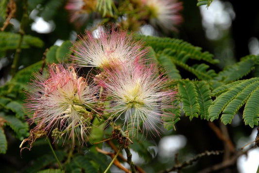 Albizia julibrissin - Seidenbaum, Schlafbaum