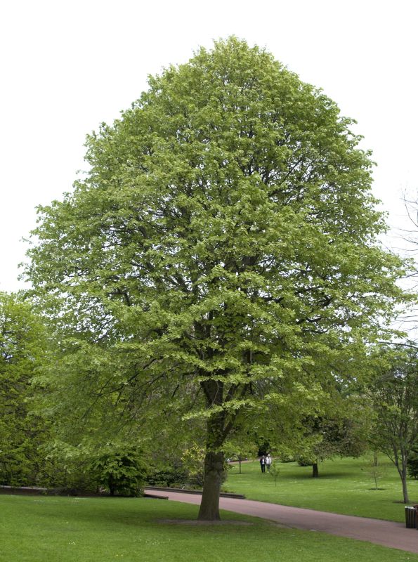 Tilia tomentosa - Silberlinde