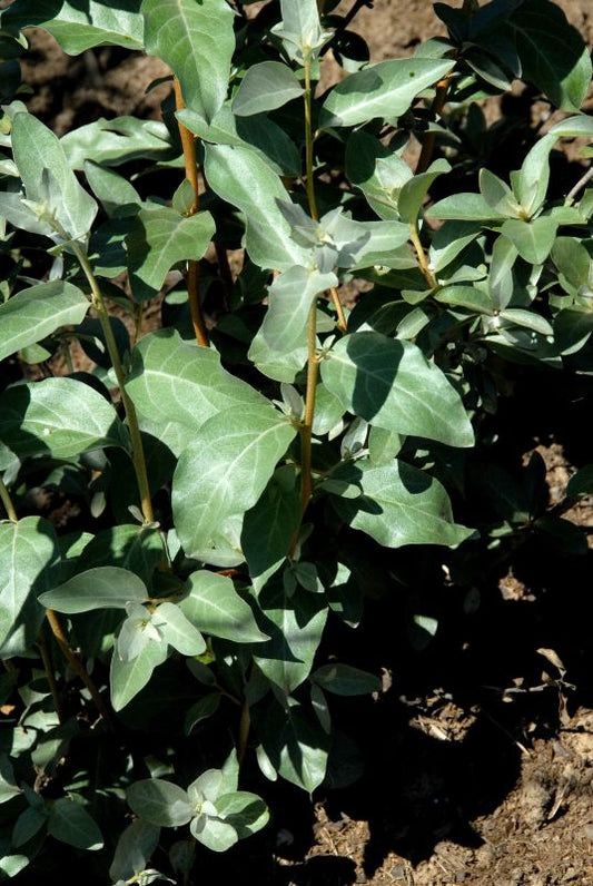 Elaeagnus commutata 'Zempin' - Silberölweide 'Zempin'