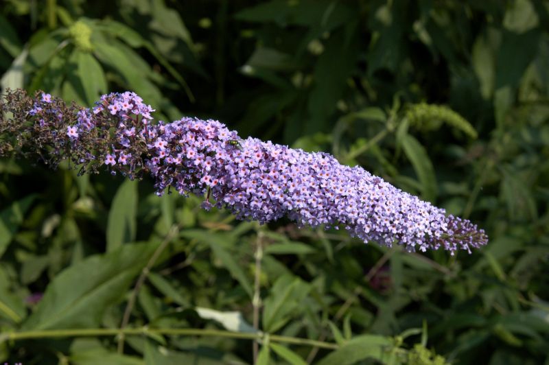 Buddleja davidii 'Ile de France' - Sommerflieder 'Ile de France'