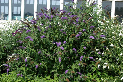 Buddleja 'Kalypso' - Sommerflieder 'Kalypso'