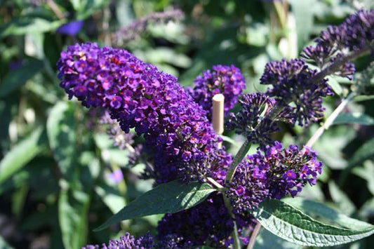 Buddleja 'Lochinch' - Sommerflieder 'Lochinch'