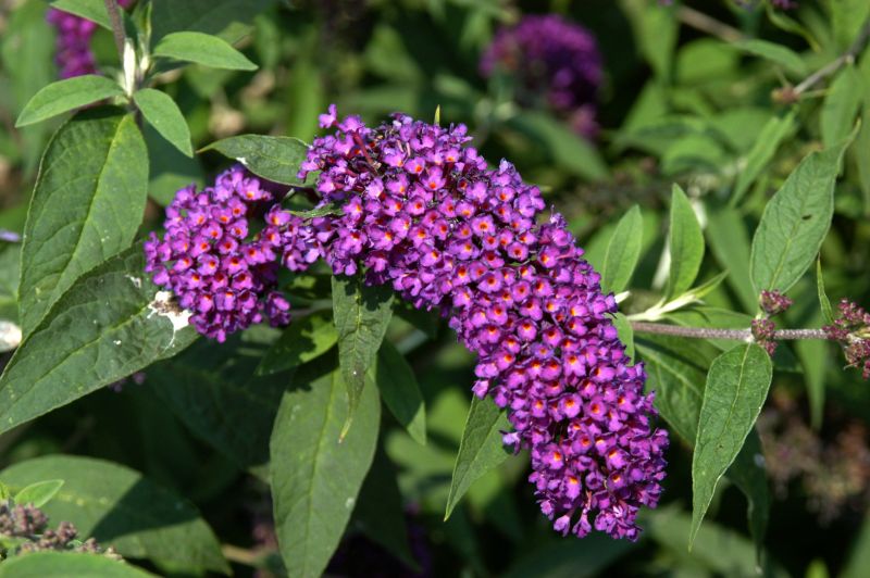 Buddleja davidii 'Nanho Purple' - Sommerflieder 'Nanho Purple'