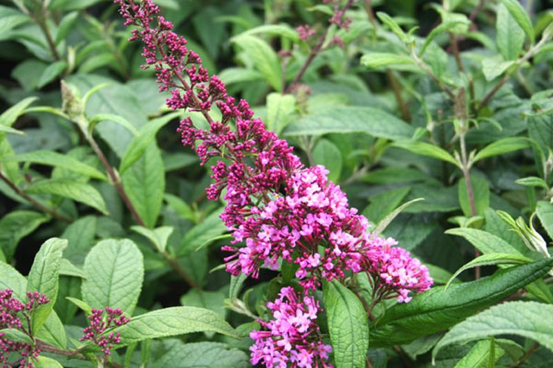 Buddleja davidii 'Fascination' - Sommerflieder / Schmetterlingsflieder 'Fascination'