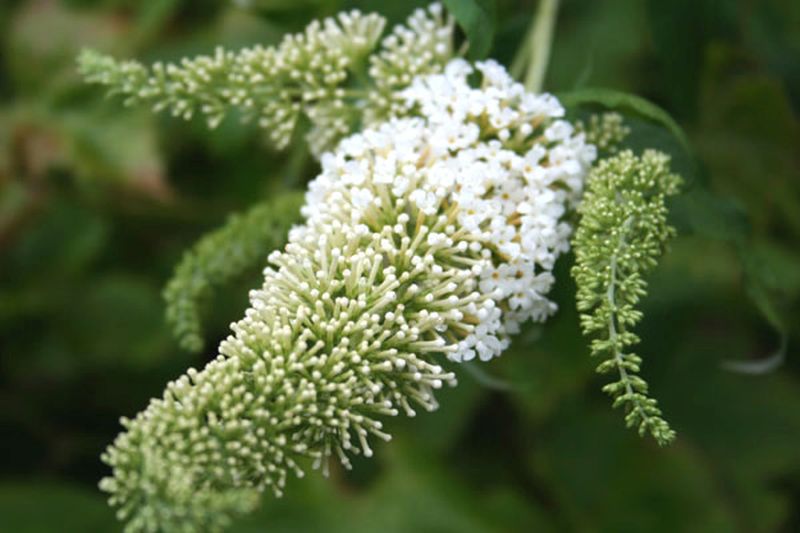 Buddleja 'Peace' - Sommerflieder  / Schmetterlingsflieder 'Peace'