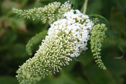 Buddleja 'Peace' - Sommerflieder  / Schmetterlingsflieder 'Peace'