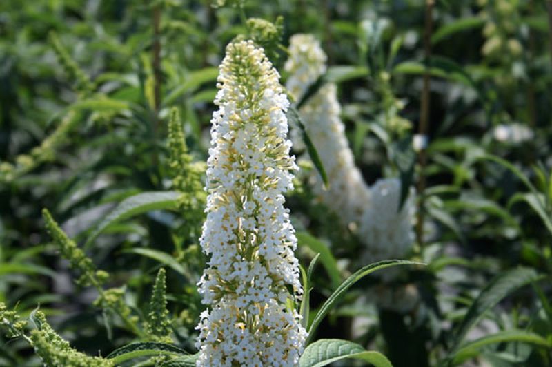 Buddleja 'White Profusion' - Sommerflieder 'White Profusion'