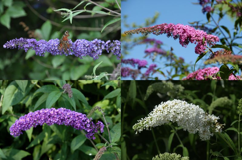 Buddleja davidii in Sorten - Sommerflieder in Sorten