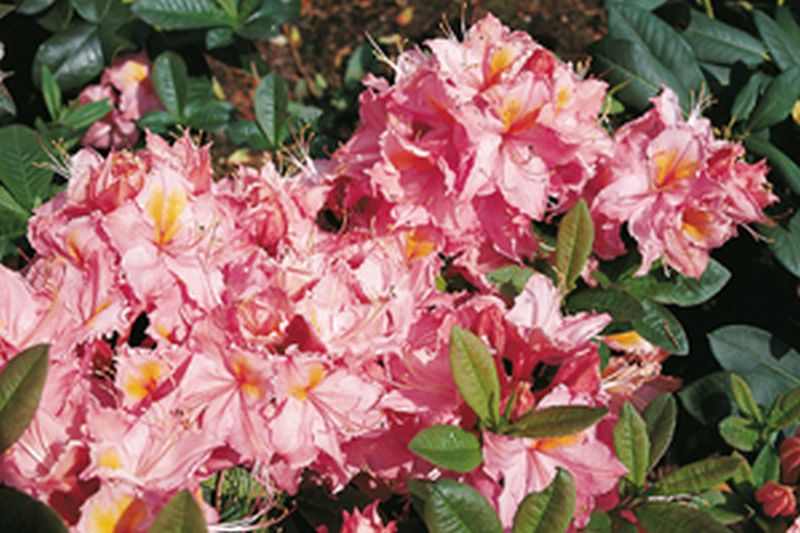 Rhododendron luteum 'Stefanie' - Sommergrüne Azalee 'Stefanie'