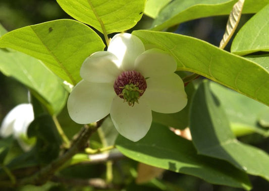 Magnolia sieboldii - Sommermagnolie