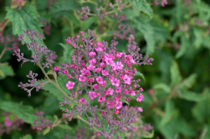 Spiraea japonica 'Crispa' - Sommerspiere 'Crispa'