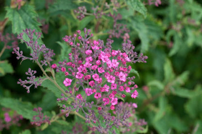 Spiraea japonica 'Crispa' - Sommerspiere 'Crispa'