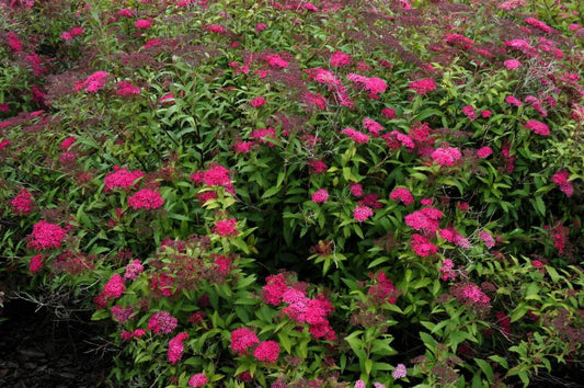 Spiraea japonica 'Dart's Red' - Sommerspiere 'Dart's Red'