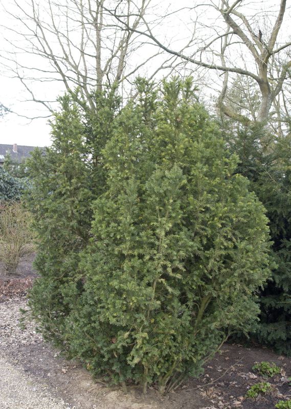 Taxus media 'Straight Hedge' - Spalier-Eibe