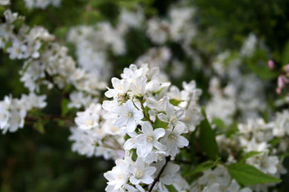 Exochorda racemosa - Sparrige Prunkspiere