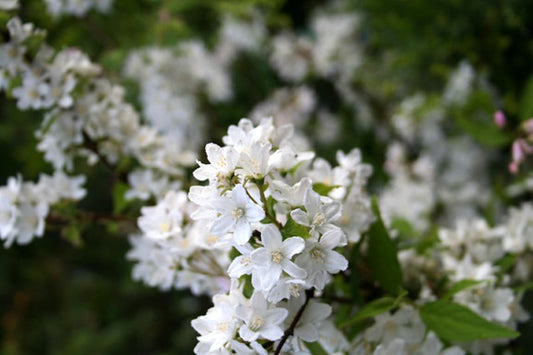 Exochorda racemosa - Sparrige Prunkspiere