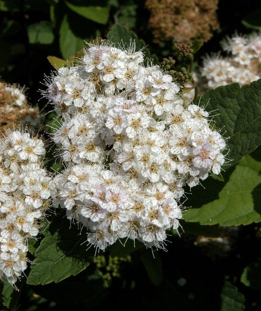 Spiraea fritschiana - Spierstrauch fritschiana