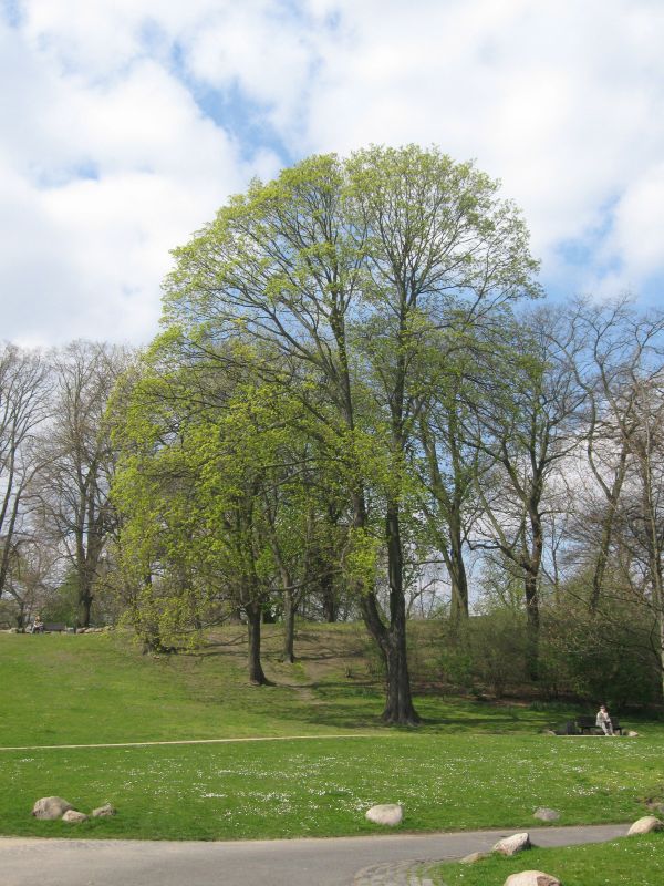 Acer platanoides - Spitzahorn