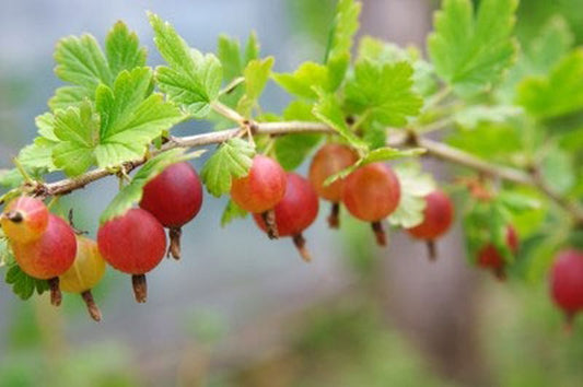 Ribes uva-crispa 'Redeva' -S- CAC - Stachelbeere 'Redeva' -S-